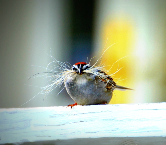 Amanda Landry of Gorham, Maine, got this shot of a chipping sparrow collecting nesting material.