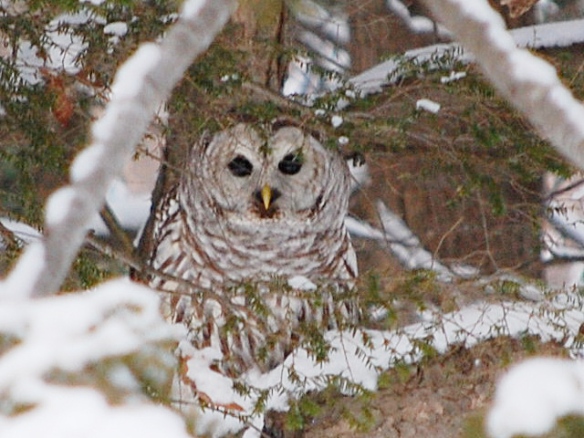 Nancy Robie of Fitzwilliam, NH photographed this Barred Owl in her backyard. The owl was perched in a tree a few feet from her back deck on a Jan. 2014 day.