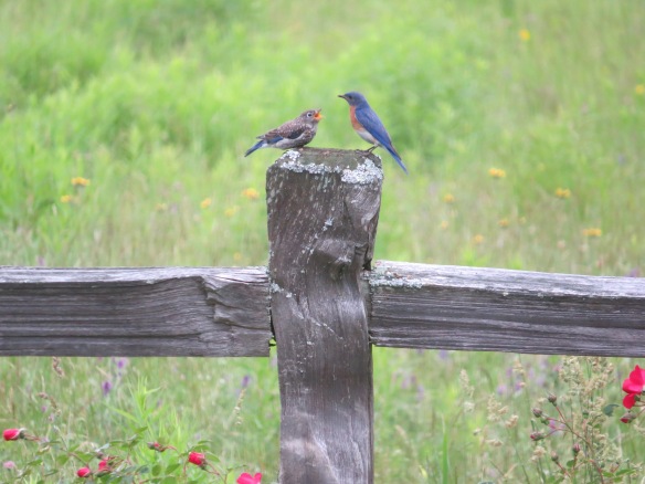 Deb McWethy of Harrisville, N.H. sent in this photo of Eastern Bluebirds at a more appropriate season.