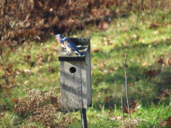 Deb McWethy of Harrisville, N.H. sent in this photo of an Eastern Bluebird pair on a nesting box in mid-November, late for a sighting.