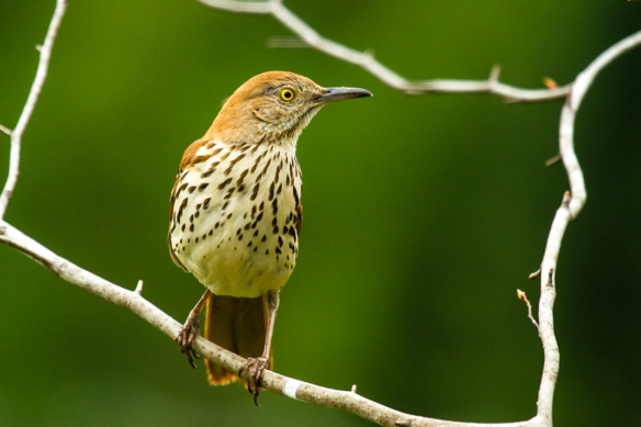 Brian Reilly snapped this excellent shot of a Brown Thrasher in the Keene, N.H., area.