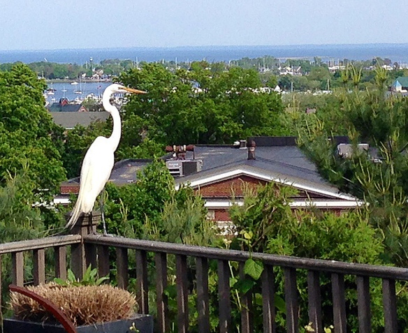 Mike Mushak and David Westmoreland of Norwalk, Conn, got this photo of a Great Egret on their porch. The egret was picturesque, but also ate several expensive fish, such as gold comets, out of their small pond.
