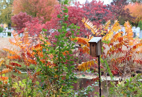 Photo by Chris Bosak Fall colors abound at a cemetery in Darien, CT, Nov. 2013.