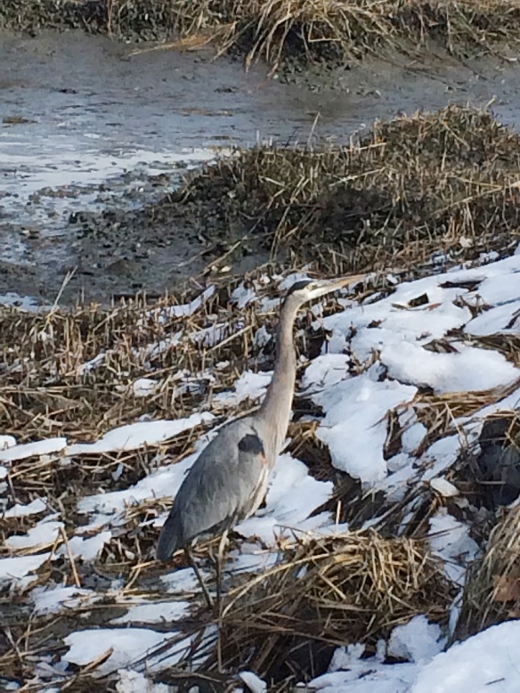Bill Zak grabbed this photo of a Great Blue Heron braving the half-frozen marshlands of Rowayton, Connecticut, in March 2014.
