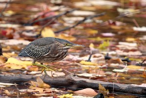 Green Heron in Southern Connecticut, November 2013.