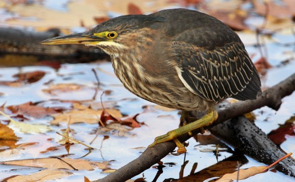 Green Heron in southern Connecticut, November 2013.