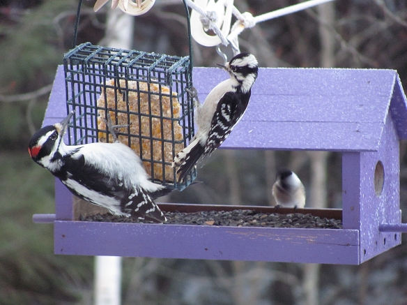 Jeannie of New Hamphsire snapped this photo of a Downy Woodpecker, right, and Hairy Woodpecker. It's a good photo for seeing the size comparison between the two common woodpecker species.