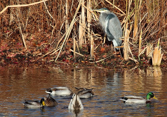 Photo by Chris Bosak A Great Blue Heron rests along the shoreline as Mallards eat in the water at a cemetery in Darien, CT, on Wednesday, Nov. 20, 2013.