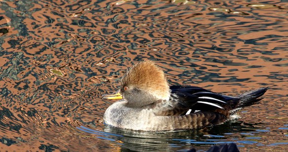 Photo by Chris Bosak Female Hooded Merganaser at Holly Pond in Stamford, CT, Nov. 2013.