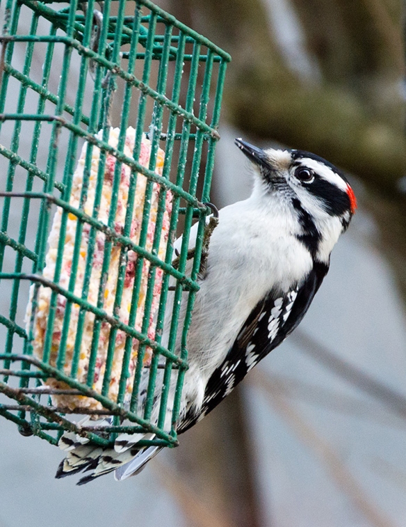 Downy Woodpecker on suet feeder in Norwalk, CT, Jan. 1, 2014. Jason Farrow captured the moment.