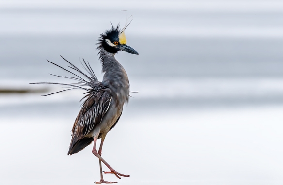 Jason Farrow of Norwalk, Conn., snapped this terrific photo of a Yellow-crowned Night Heron.