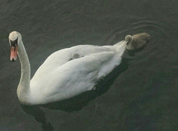 Ginger Katz of Norwalk got this photo of a Mute Swan with babies in Norwalk (Conn.) Harbor.