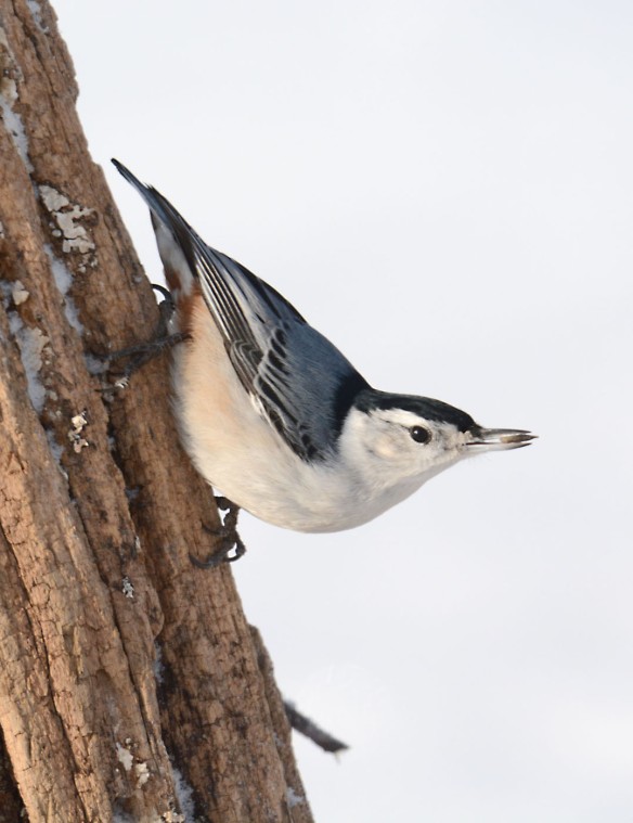 Paul E. Miller of Vernon, VT, snapped this shot of a White-breasted Nuthatch.