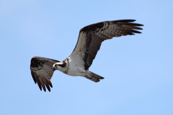 Photo by Chris Bosak An Osprey soars over the Norwalk River this summer.