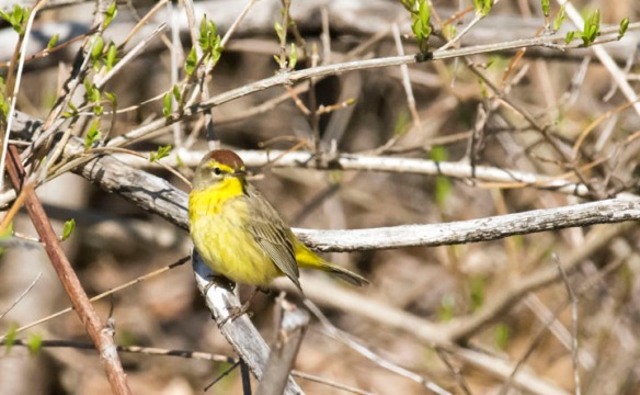 Paul E. Miller of Vernon, Vt., got this this of a palm warbler, spring 2017.