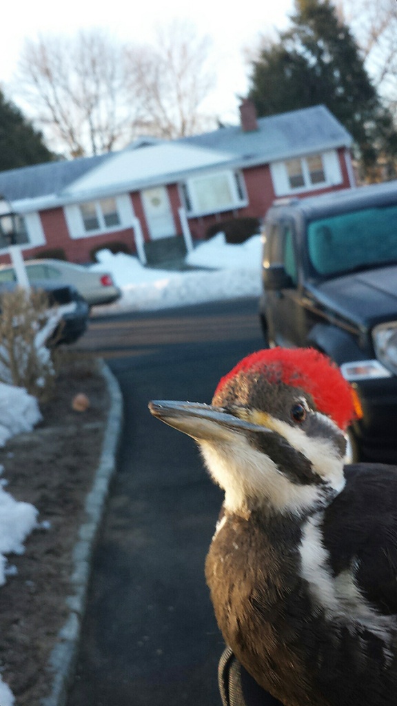 Bob Bray of Norwalk, Connecticut, was returning from walking his dog one March 2014 morning when he heard a thud and found this Pileated Woodpecker on the ground. He held it for a while and the bird flew off — thankfully. 