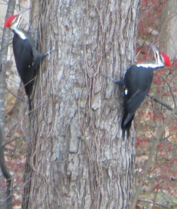 Pileated Woodpeckers taken Nov. 2013 by Jacqueline Gorgues in Keene, N.H.