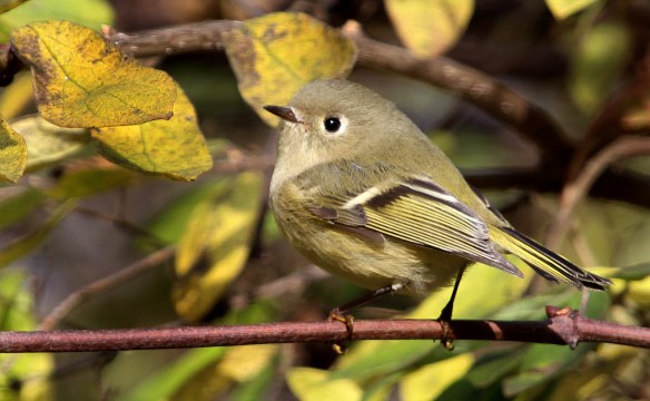 Photo by Chris Bosak A Ruby-crowned Kinglet perches on a branch in New England.
