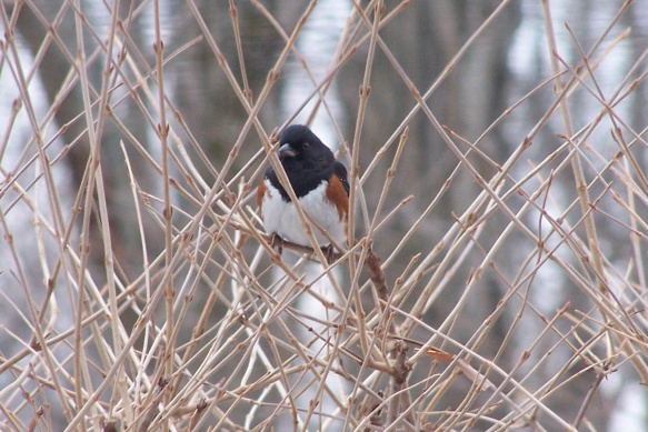 Peter Hermance of Wilton, Conn. capture a photo of this Eastern Towhee at the beginning of a snow storm in Jan. 2014.