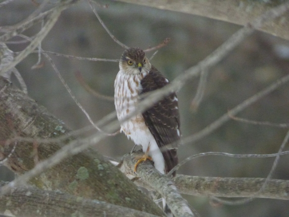 Joyce Campbell-Counts of Alstead, N.H., got this shot of a sharp-shinned hawk.