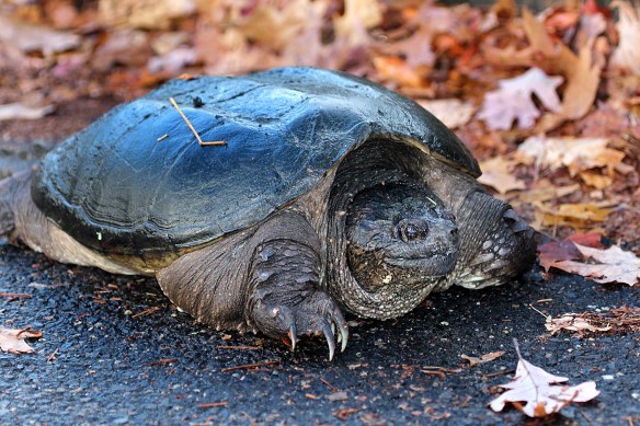 Snapping turtle