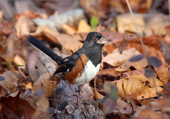 towhee1