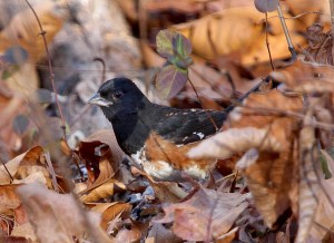 Photo by Chris Bosak An Eastern Towhee at Selleck's/Dunlap Woods in Darien, Nov. 2013.