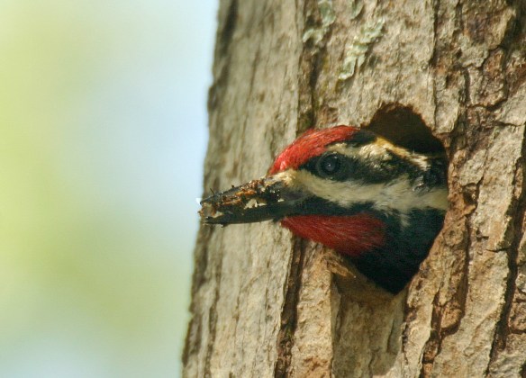 Yellow-bellied sapsucker cleans out its nest.