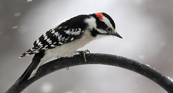 Photo by Chris Bosak A male downy woodpecker perches on a birdfeeder stand before heading to the suet feeder during the Dec. 14, 2013, snow fall.