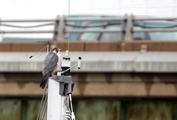 Photo by Chris Bosak A Peregrine Falcon rests on a sailboat mast in Norwalk, Conn., Dec. 2013.