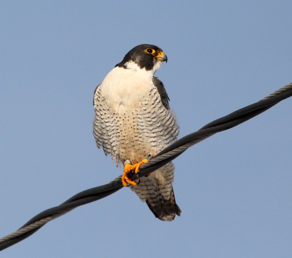 Photo by Chris Bosak Peregrine Falcon at Veterans Park in Norwalk, Dec. 2013.