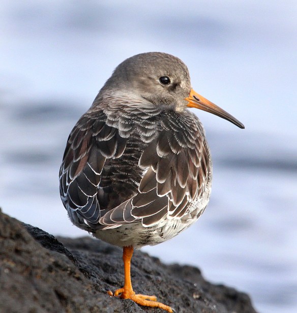 Photo by Chris Bosak Purple Sandpiper on rocky island off the coast of Darien, CT. (Dec. 2013)