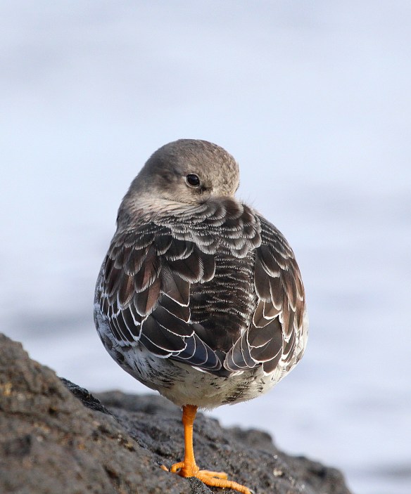 Photo by Chris Bosak Purple Sandpiper on rocky island off the coast of Darien, CT. (Dec. 2013)
