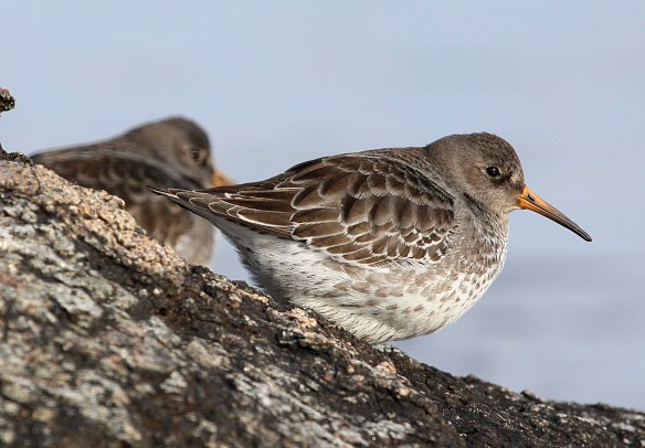 Photo by Chris Bosak Purple Sandpiper on rocky island off the coast of Darien, CT. (Dec. 2013)