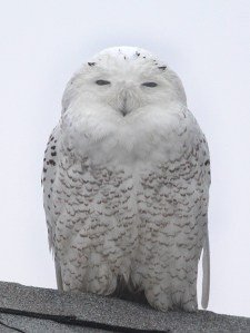 Photo by Chris Bosak A Snowy Owl perches on a roof top at Sherwood Island State Park in Westport on Monday, Dec. 23, 2013.