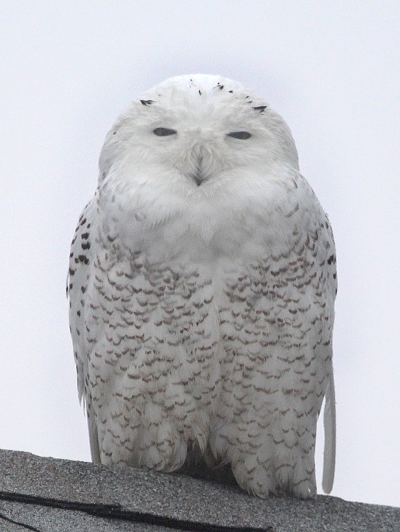 Photo by Chris Bosak A Snowy Owl perches on a roof top at Sherwood Island State Park in Westport on Monday, Dec. 23, 2013.