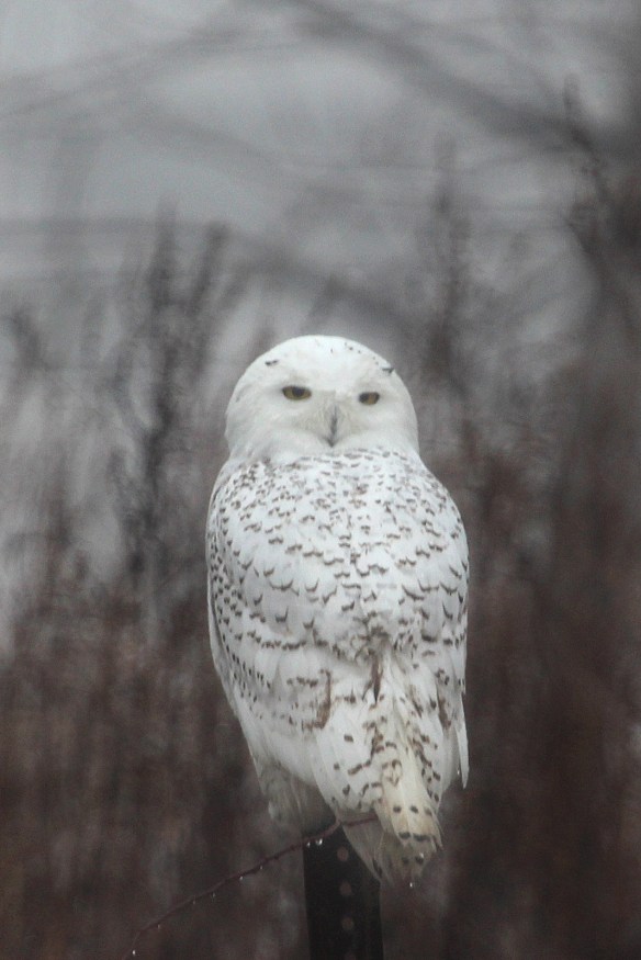Photo by Chris Bosak A Snowy Owl perches on a fence post at Sherwood Island State Park in Westport on Monday, Dec. 23, 2013.