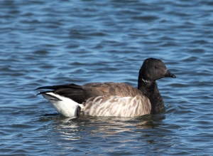 Photo by Chris Bosak A Brant swims off the coast of Norwalk this winter.