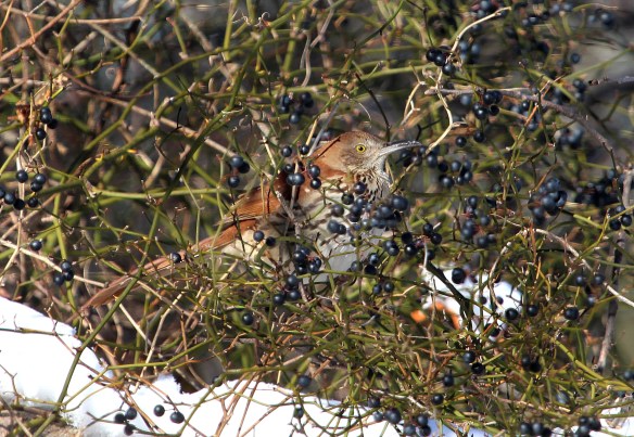 Photo by Chris Bosak An Eastern Towhee eats a crab apple during a cold winter day at Weed Beach in Darien, CT., Jan. 2014.