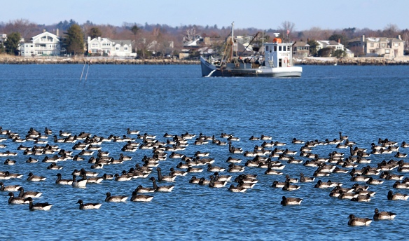 Photo by Chris Bosak A huge flock of Brant congregates as an oysterboat works the waters of Long Island Sound off Calf Pasture Beach in Norwalk this winter.
