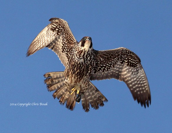 Photo by Chris Bosak A young Peregrine Falcon flies overhead in Norwalk, CT, Dec. 2013.