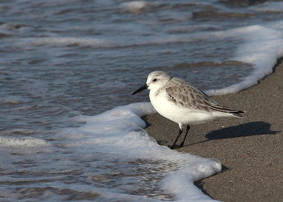 Photo by Chris Bosak A Sanderling on the shore of Long Beach in Stratford, CT, Jan. 2014.