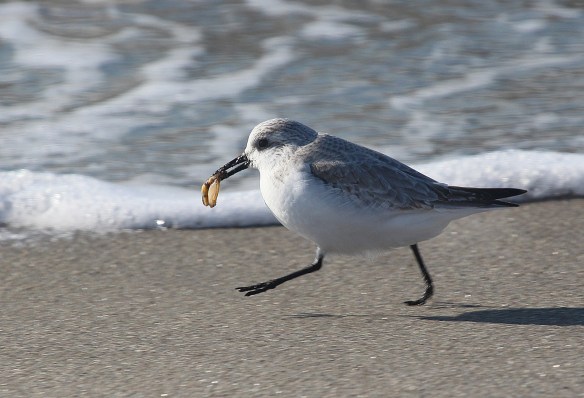 Photo by Chris Bosak A Sanderling runs along the shore with food at Long Beach in Stratford, CT, Jan. 2014.
