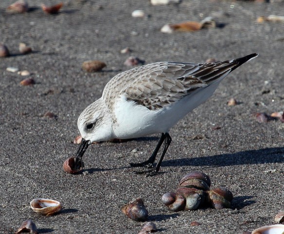 Photo by Chris Bosak A Sanderling on the shore of Long Beach in Stratford, CT, Jan. 2014.