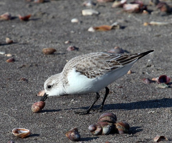 Photo by Chris Bosak A Sanderling on the shore of Long Beach in Stratford, CT, Jan. 2014.