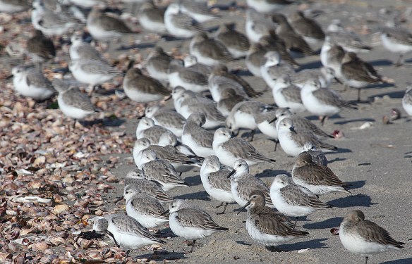 Photo by Chris Bosak Sanderlings on the shore of Long Beach in Stratford, CT, Jan. 2014.