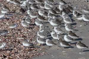 Photo by Chris Bosak Sanderlings on the shore of Long Beach in Stratford, CT, Jan. 2014.