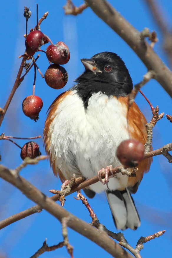 Photo by Chris Bosak An Eastern Towhee eats a crab apple during a cold winter day at Weed Beach in Darien, CT., Jan. 2014.