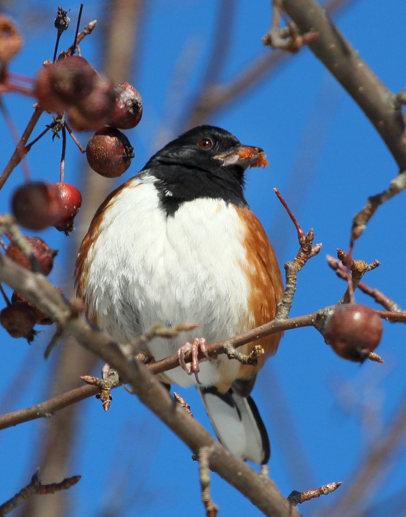 Photo by Chris Bosak An Eastern Towhee eats a crab apple during a cold winter day at Weed Beach in Darien, CT., Jan. 2014.