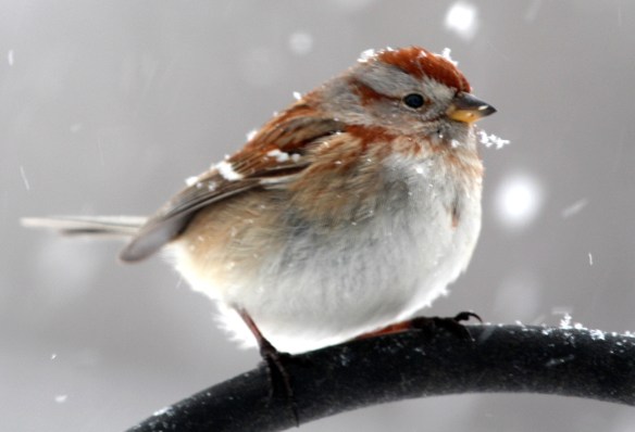 Photo by Chris Bosak An American Tree Sparrow perches near a feeding station during the snowstorm of Feb. 13, 2014.